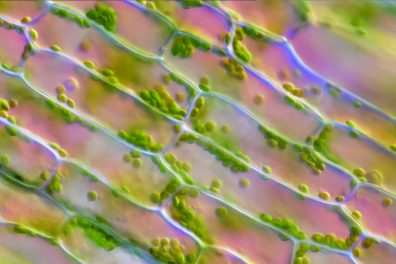 Cellules chlorophylliennes - feuille d'Elodée x70